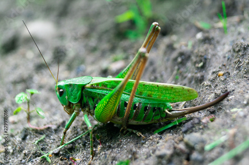 Locust, pest, grasshopper macro. © Natalia