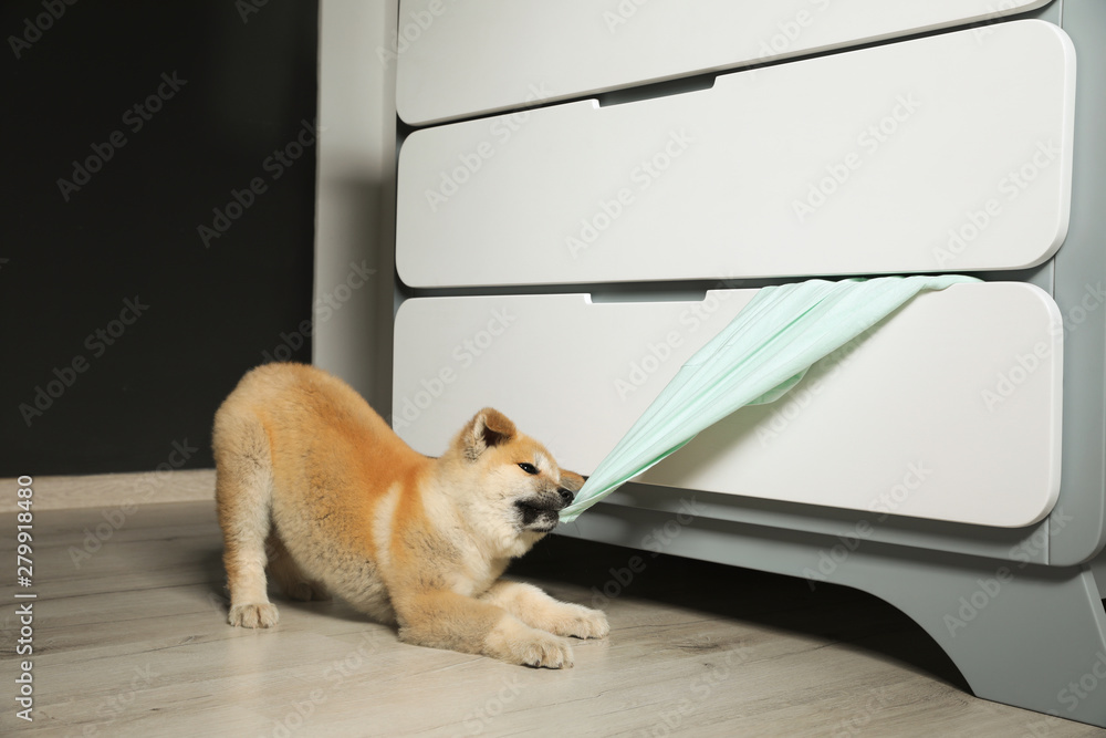 Adorable Akita Inu puppy stealing clothes from commode at home - obrazy, fototapety, plakaty 