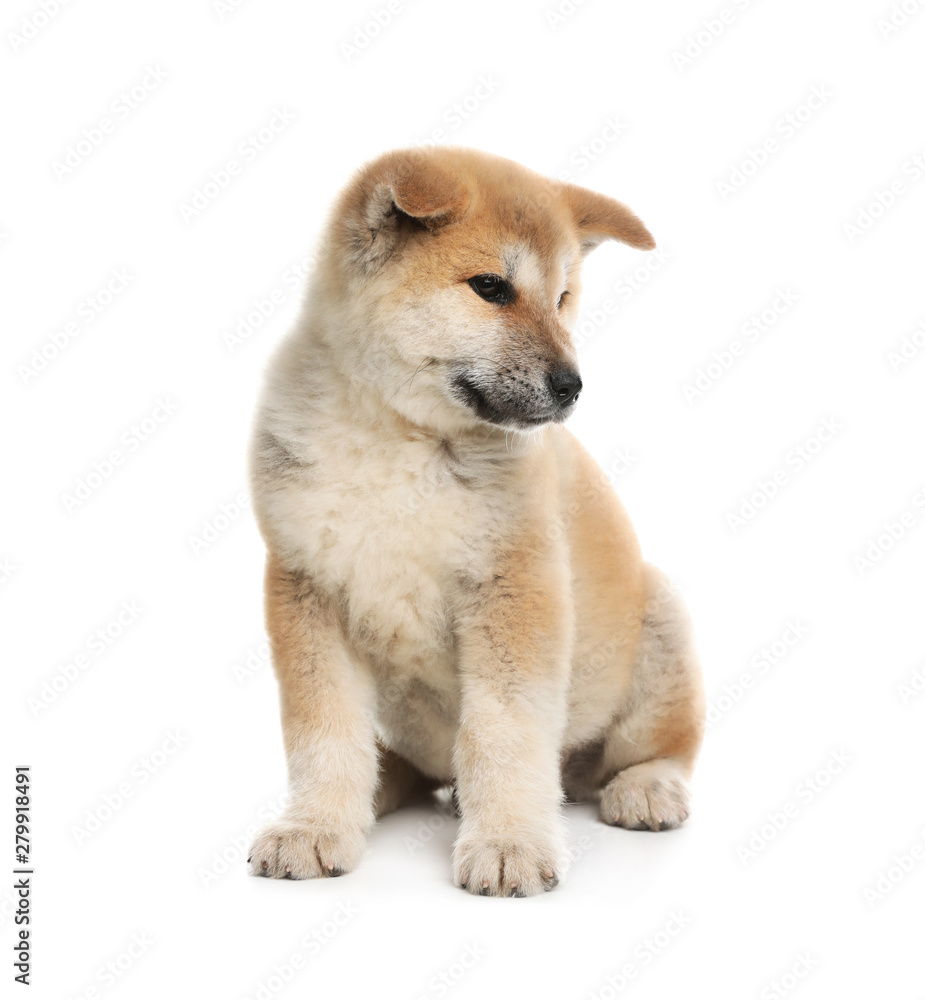 Adorable Akita Inu puppy on white background
