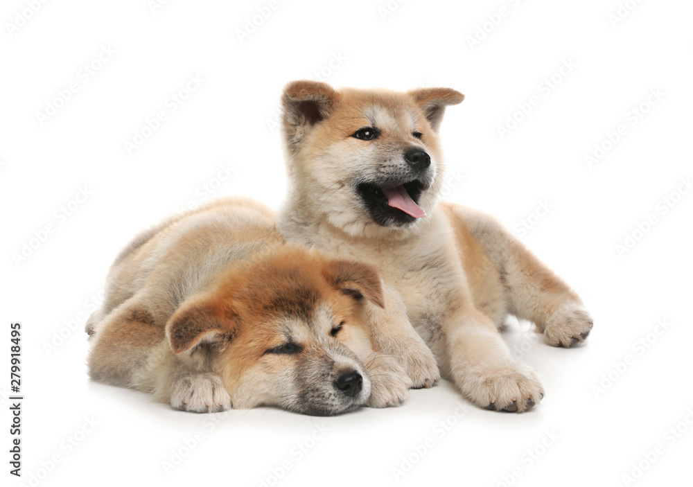 Adorable Akita Inu puppies on white background