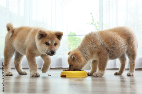 Adorable Akita Inu puppies eating food from bowl at home