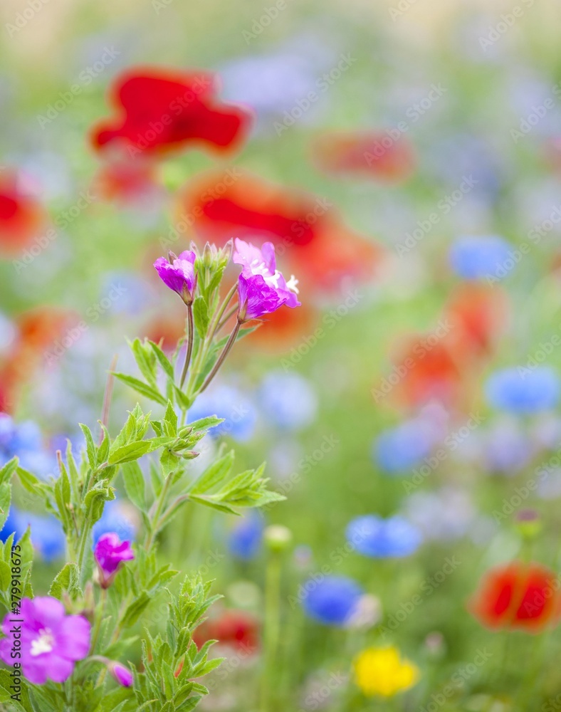 Pretty women holding vase with summer bouquet of wild flowers. Colorful wildflowers background. Pretty women holding vase with summer bouquet of wild flowers. Colorful wildflowers background.