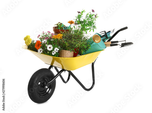 Fototapeta Wheelbarrow with flowers and gardening tools isolated on white