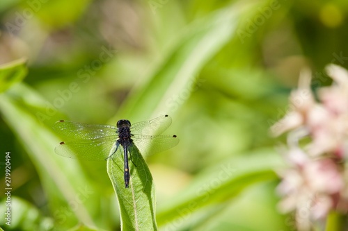 dragonfly on leaf © Tisha