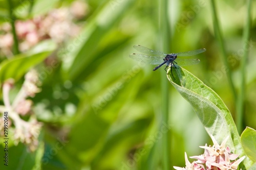 Wallpaper Mural dragonfly on green leaf Torontodigital.ca