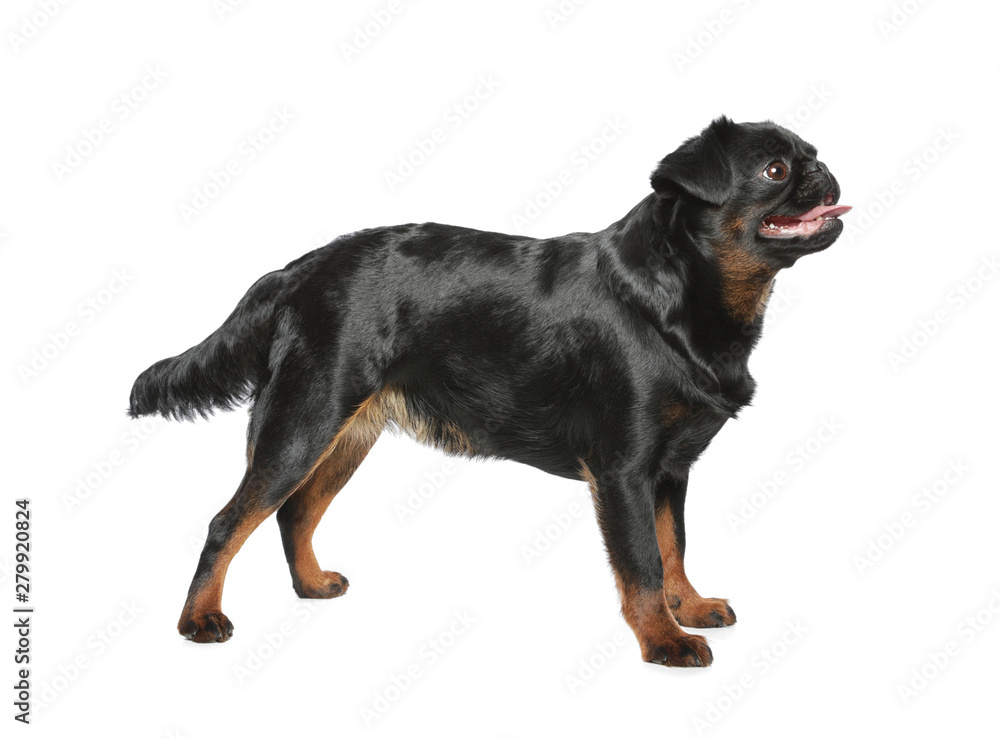 Adorable black Petit Brabancon dog standing on white background Adorable black Petit Brabancon dog standing on white background