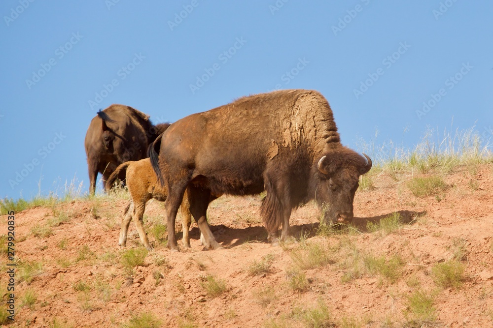 buffalo in field