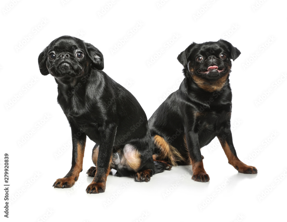 Adorable black Petit Brabancon dogs on white background Adorable black Petit Brabancon dogs on white background