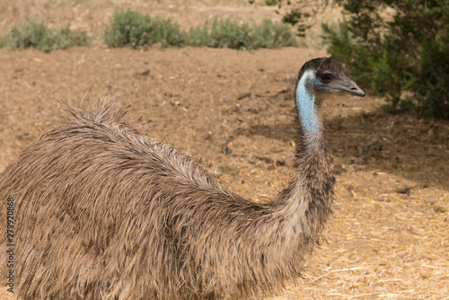 Emu side view