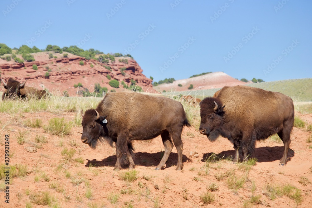 buffalo in field buffalo in field