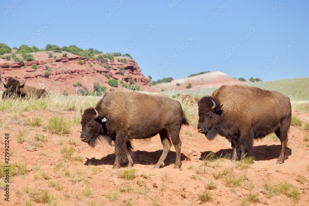 buffalo in field