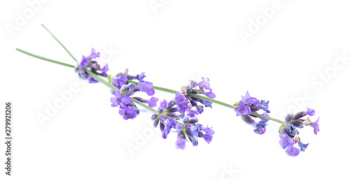 Beautiful tender lavender flowers on white background