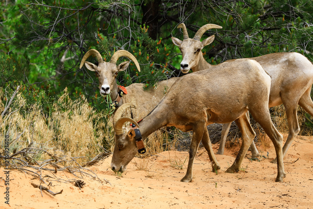 Bighorn Sheep in Zion National Park Utah. Bighorn Sheep in Zion National Park Utah.