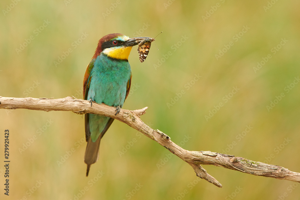 European bee eater (Merops apiaster) European bee eater (Merops apiaster)