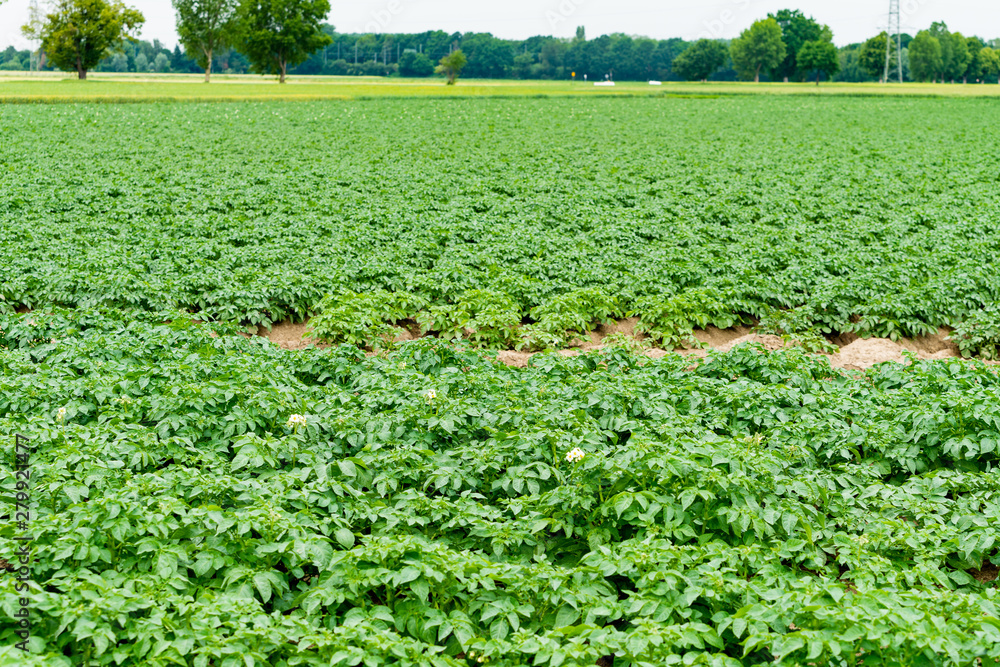 Potato field with green shoots of potatoes Potato field with green shoots of potatoes