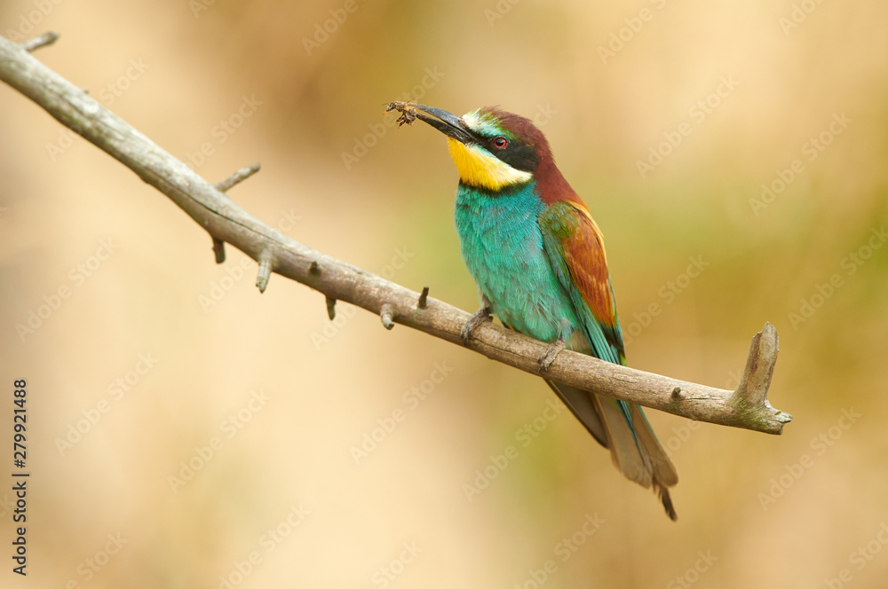 European bee eater (Merops apiaster) European bee eater (Merops apiaster)
