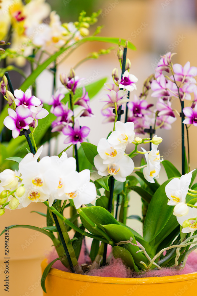 Obraz premium beautiful plant orchid flower. beautiful flowers