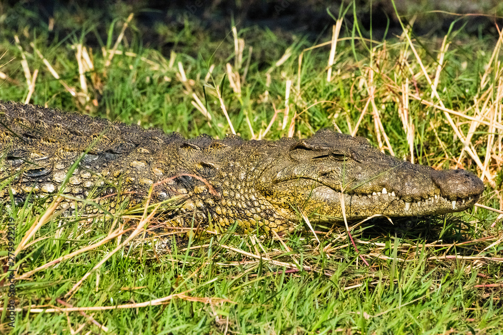 Crocodile in Chobe National Park Crocodile in Chobe National Park
