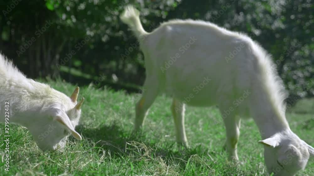 Little white goatlings graze in a green meadow on a sunny summer day. Little white goatlings graze in a green meadow on a sunny summer day.