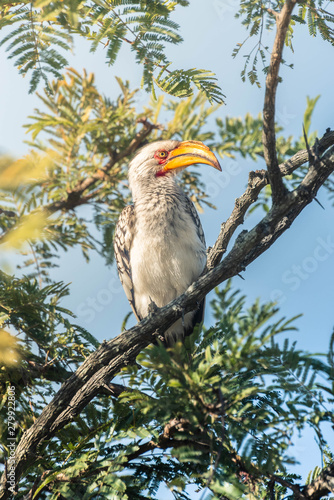 Southern Yellow-Billed Hornbill © Agustin