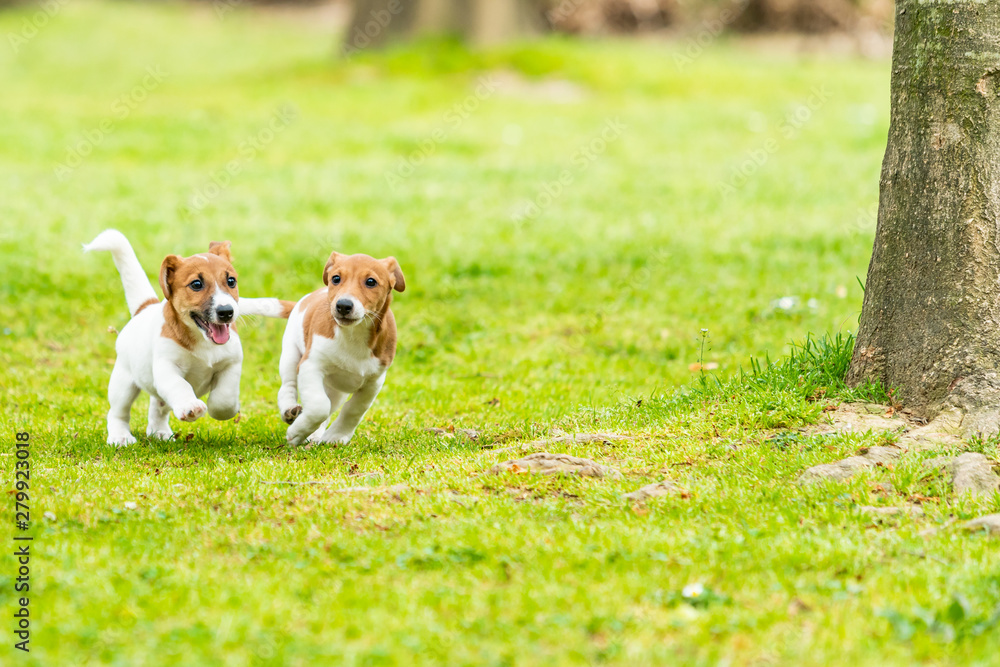 Two Jack Russell terriers playing. Two wonderful jack russell puppies