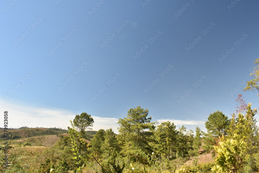Obraz premium landscape with tree and blue sky