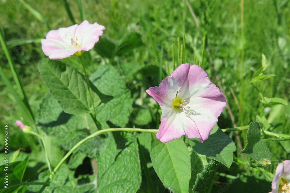 Beautiful pink convolvulus flowers on natural green leaves background, closeup