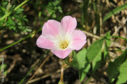 Beautiful pink bindweed flower in the garden  closeup