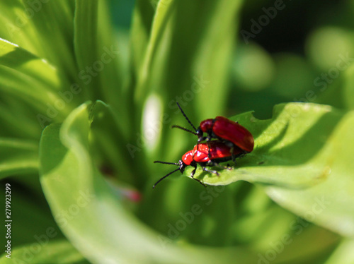 ladybug on leaf