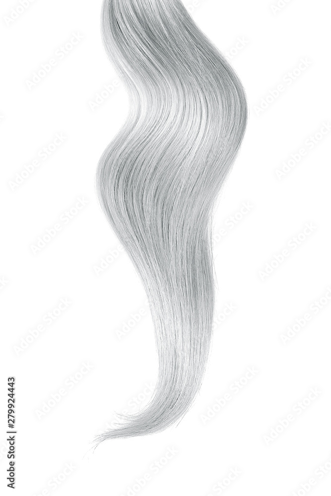 Gray hair isolated on white background. Long ponytail.