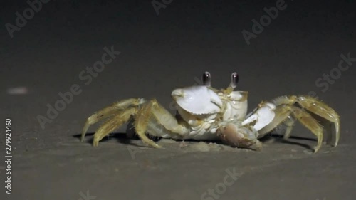 Fiddler Crab Eating on a Dark Beach