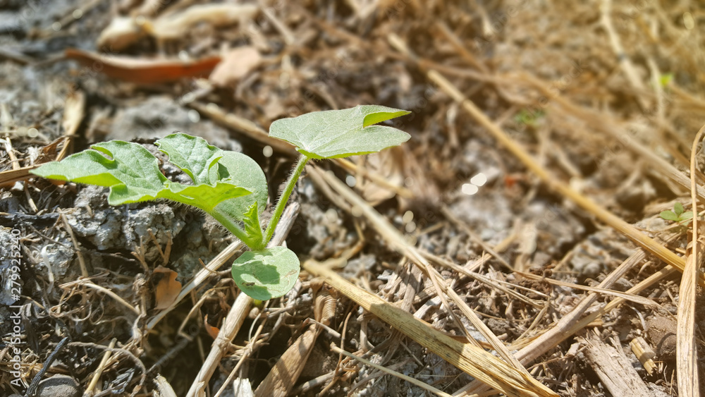 Fototapeta premium Young watermelon or citrullus plant