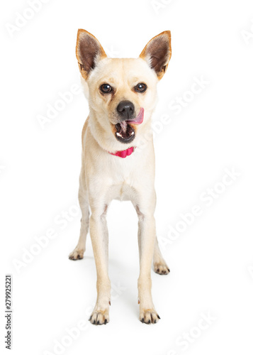 Mixed Breed Hungry Dog Tongue Out © adogslifephoto