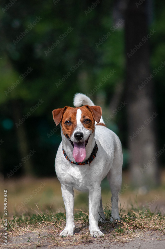 cute young red dog jack russell terrier in park cute young red dog jack russell terrier in park