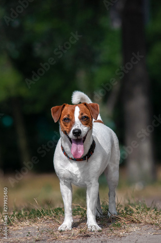 Fototapeta Naklejka Na Ścianę i Meble -  cute young red dog jack russell terrier in park 