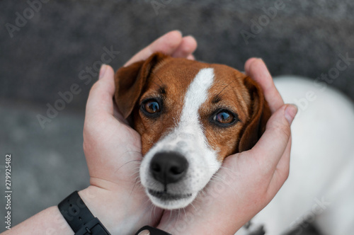 cute young red dog jack russell terrier puts his head on the palms of the owner