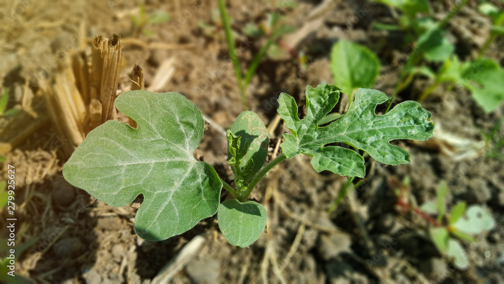 Young watermelon or citrullus plant Young watermelon or citrullus plant