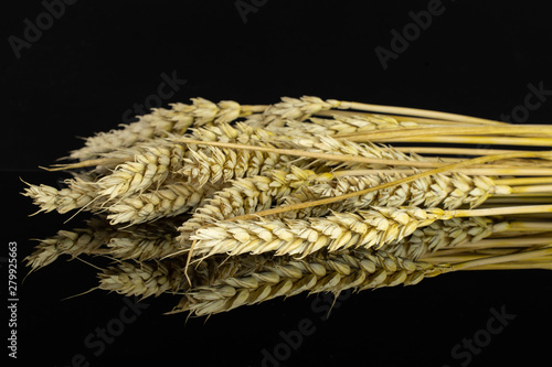 Lot of whole golden bread wheat ear sheaf isolated on black glass
