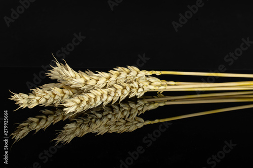 Group of three whole golden bread wheat ear sheaf isolated on black glass