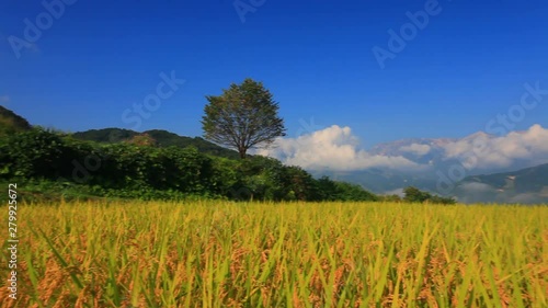 View of Koshihikari rice field, Hakuba, Nagano Prefecture photo