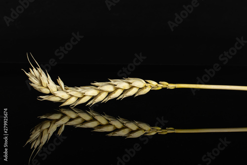 One whole hulled golden bread wheat ear isolated on black glass