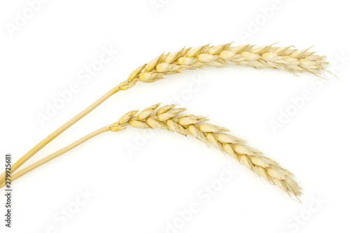 Group of two whole ripe golden bread wheat ear flatlay isolated on white background