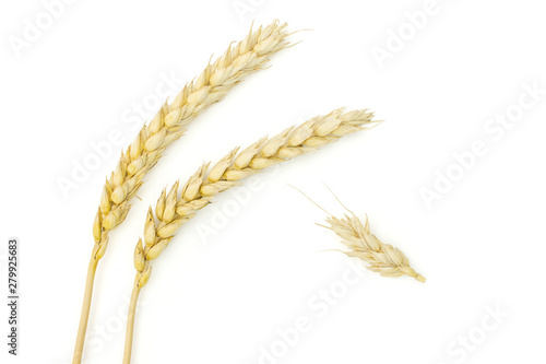 Lot of whole golden bread wheat ear copyspace below flatlay isolated on white background