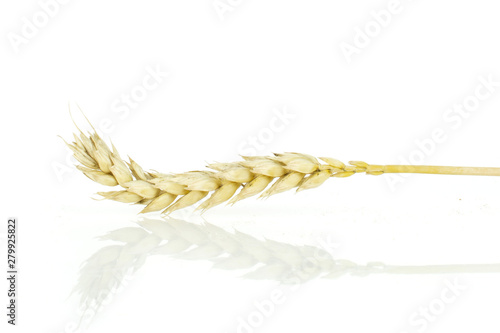 Group of two whole golden bread wheat ear isolated on white background