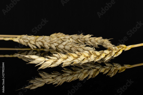 Group of three whole golden bread wheat ear isolated on black glass