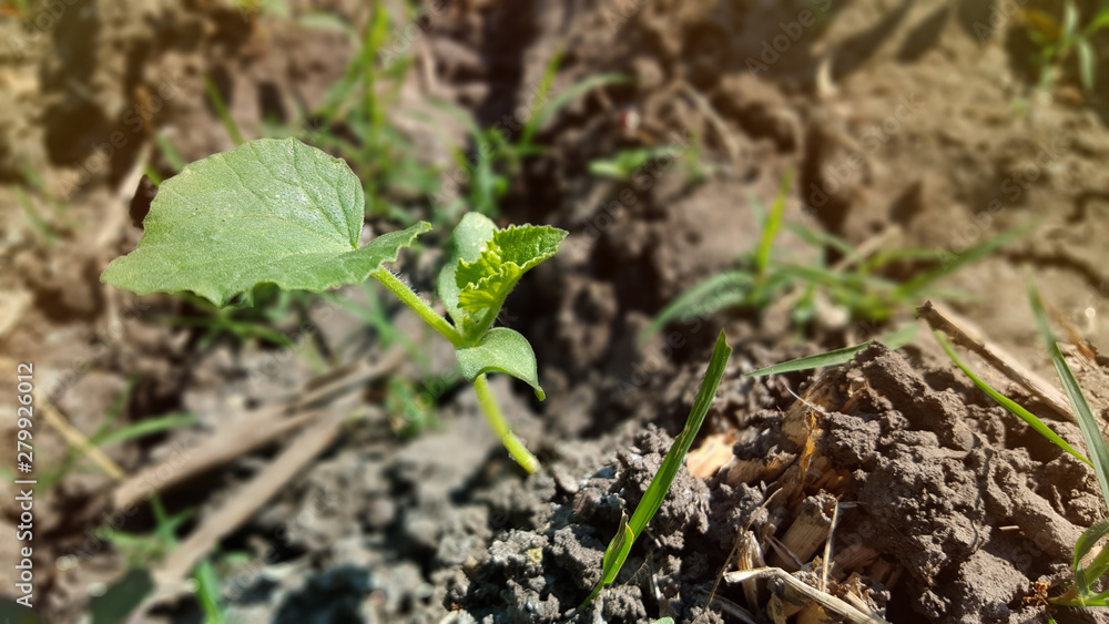 Young watermelon or citrullus plant Young watermelon or citrullus plant