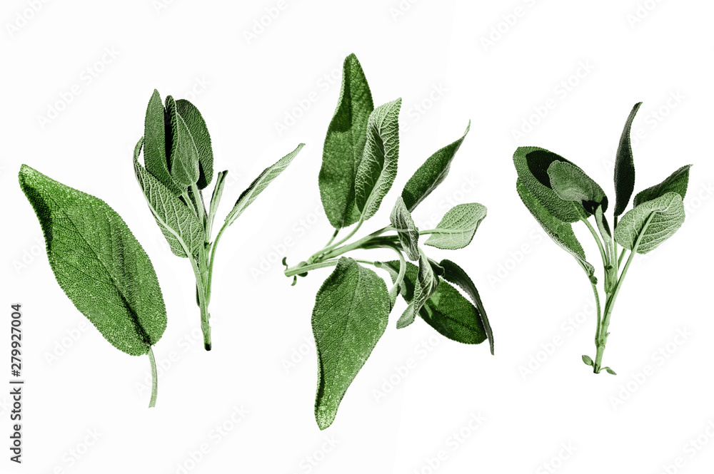 Fototapeta premium Salvia officinalis fresh green plant isolated on white background. Different branches collection. Organic leaves from garden. Italian and mediterranean typical spices for cooking. Set for collages