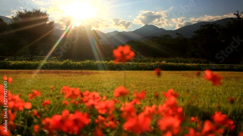 Cosmos flower garden and Mount Shomonen at sunset