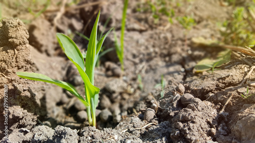 Young wheat seedlings growing in a soil