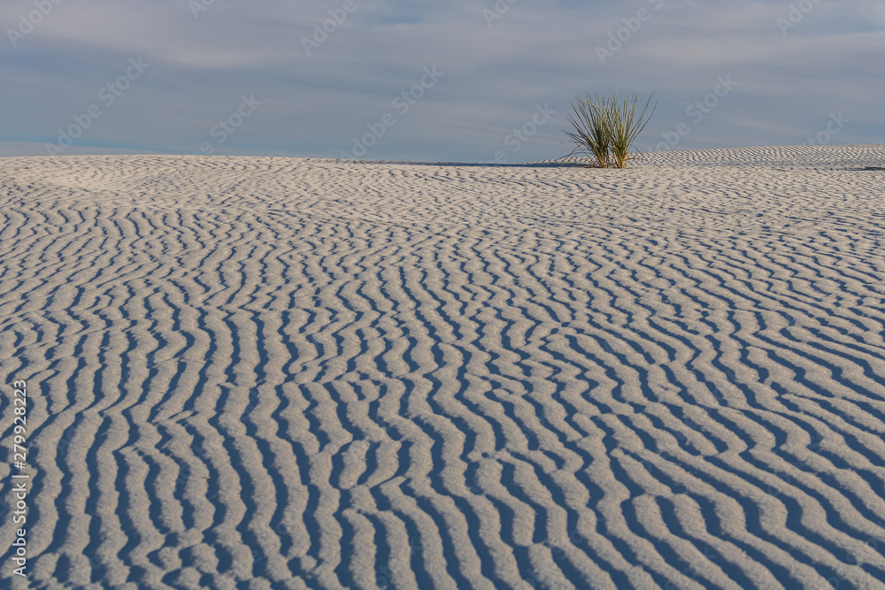 Yucca plant in sand dune Yucca plant in sand dune